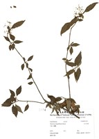 藏品(玉山莢蒾)的圖片